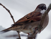 24th Jan 2019 - house sparrow closeup