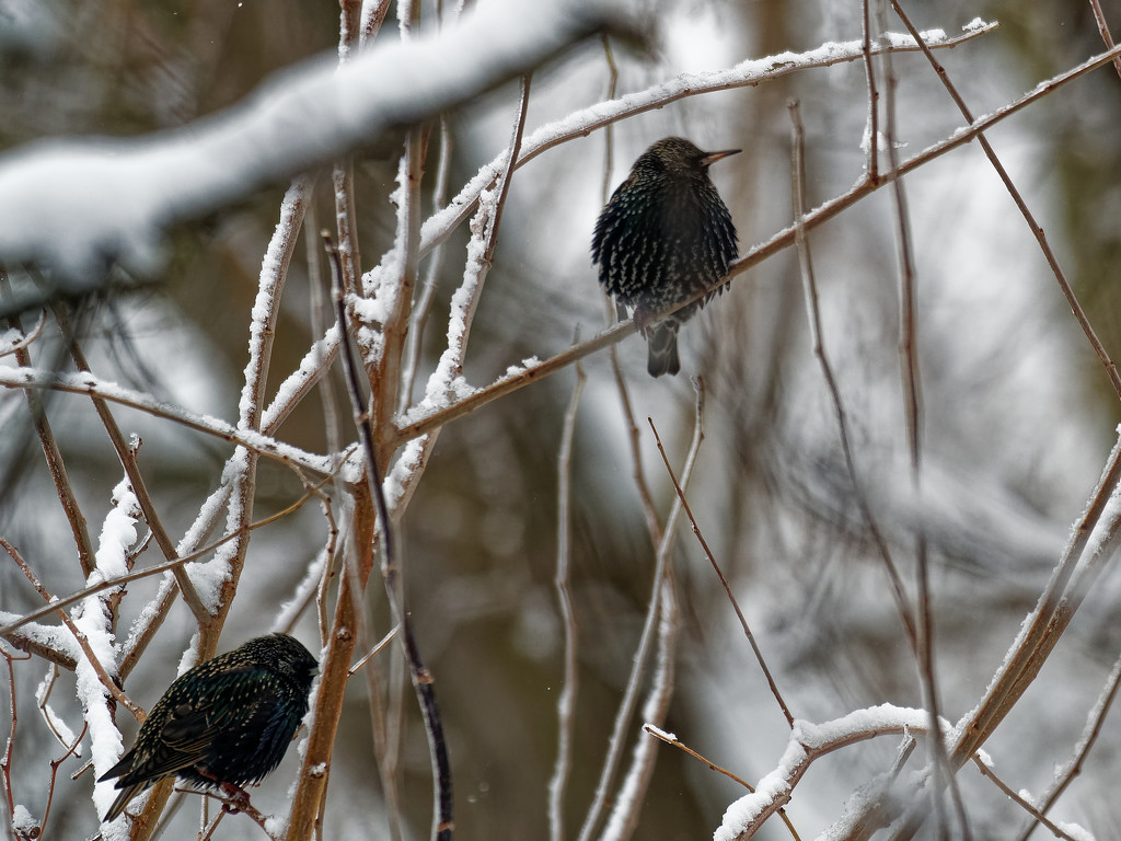 starlings by rminer