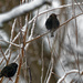 starlings by rminer