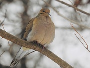 24th Jan 2019 - One of the doves