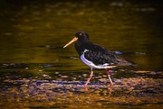 25th Jan 2019 - Pied oyster catcher