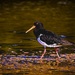 Pied oyster catcher by pusspup