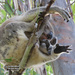 another POV by koalagardens