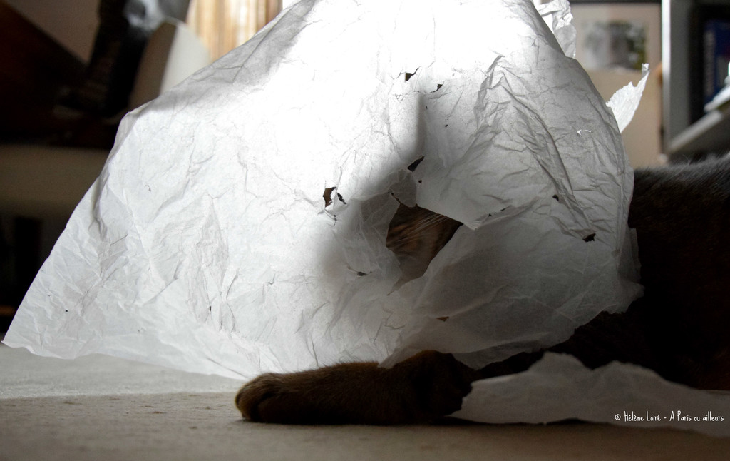 Hide & seek in silk paper by parisouailleurs