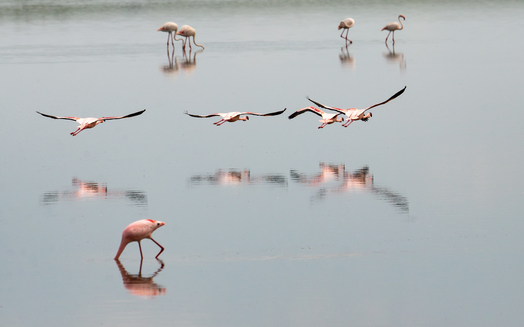Flamingos in Action by taffy