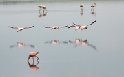 25th Jan 2019 - Flamingos in Action