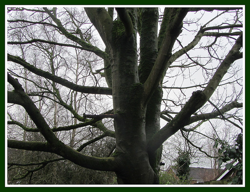 Winter branches of a Sycamore tree by grace55