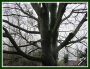 25th Jan 2019 - Winter branches of a Sycamore tree