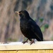  Mr Blackbird........ by susiemc