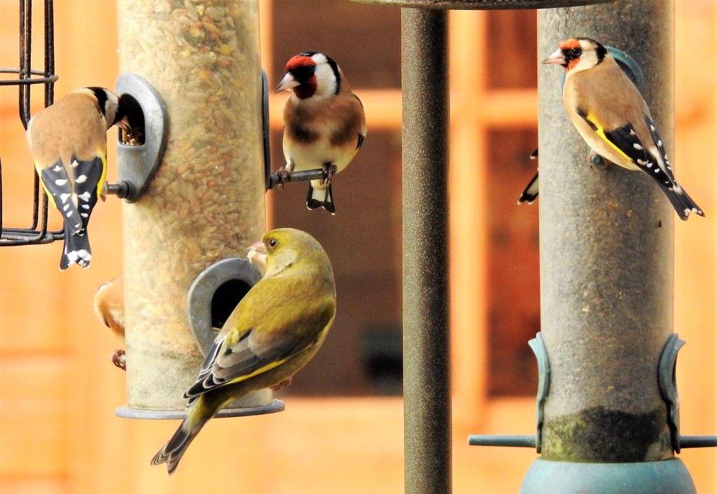 Goldfinches and a Greenfinch by susiemc