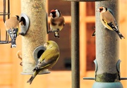 25th Jan 2019 - Goldfinches and a Greenfinch