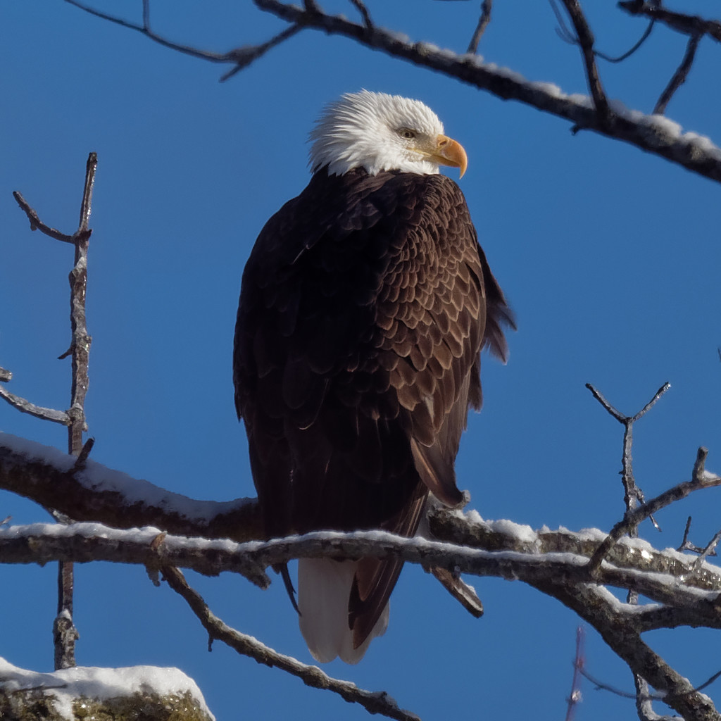 Bald eagle  by rminer