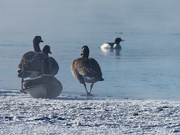 25th Jan 2019 - geese landscape