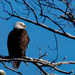 bald eagle  by rminer