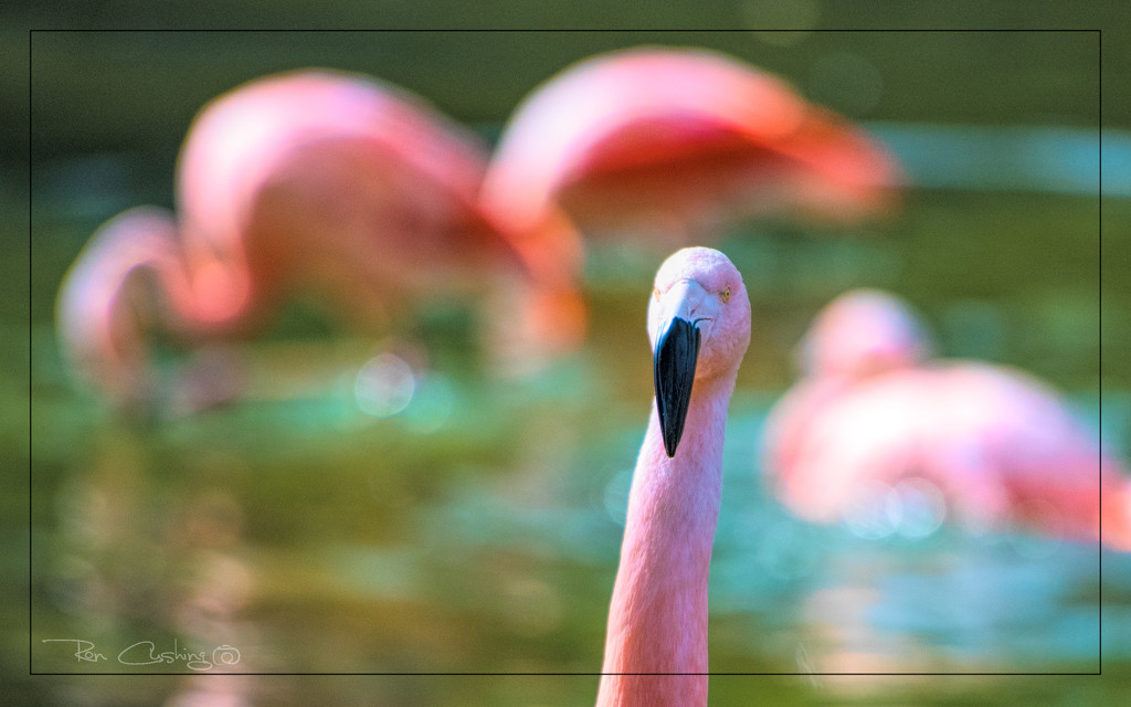 Flamingo Friday '19 04 by stray_shooter