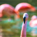 Flamingo Friday '19 04 by stray_shooter