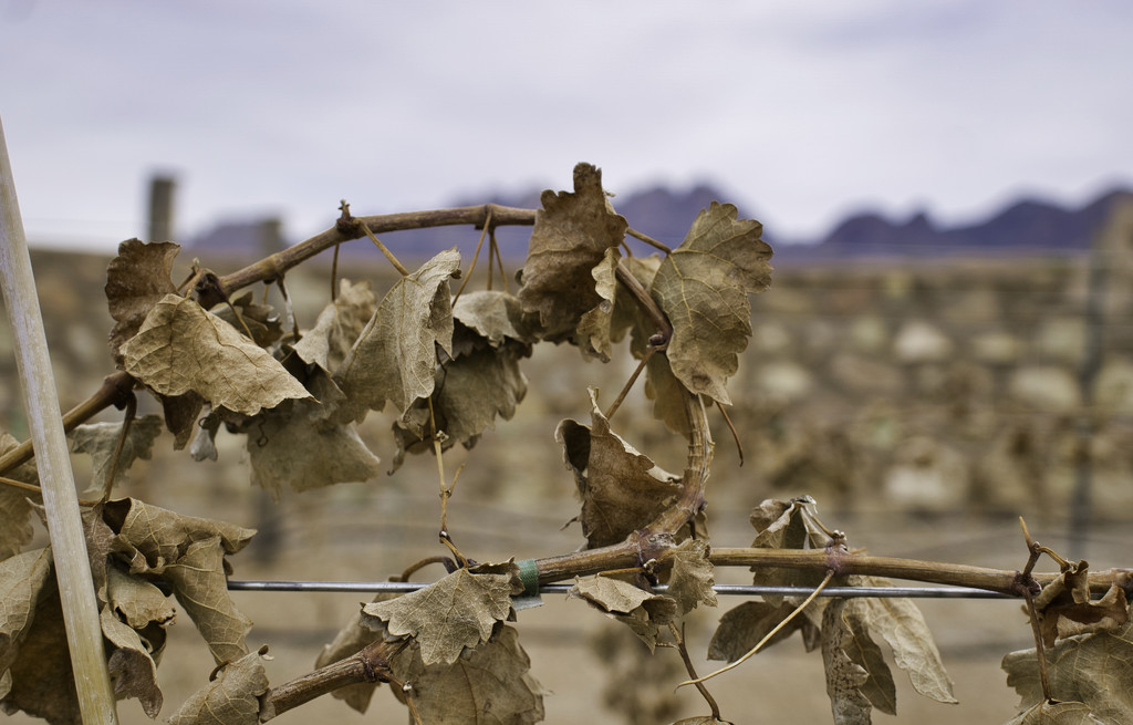Vineyard in winter by eudora