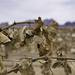 Vineyard in winter by eudora