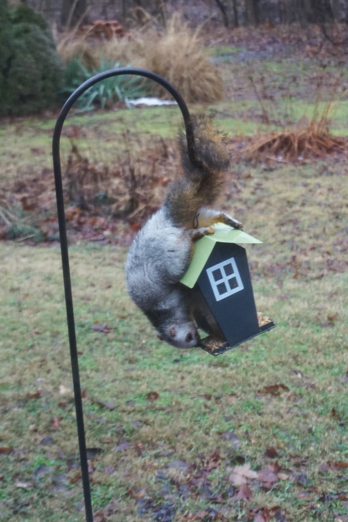 Squirrel vs. bird feeder by tunia