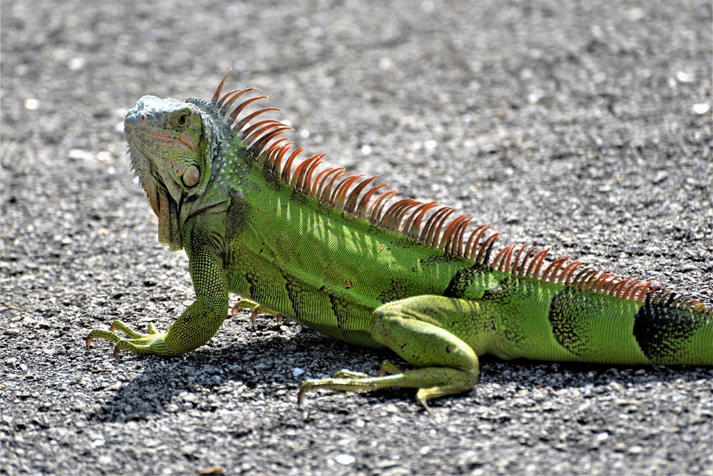 Green Iguana by chejja