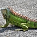 Green Iguana by chejja