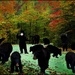 Where Have All Ken's Bears Gone? by olivetreeann