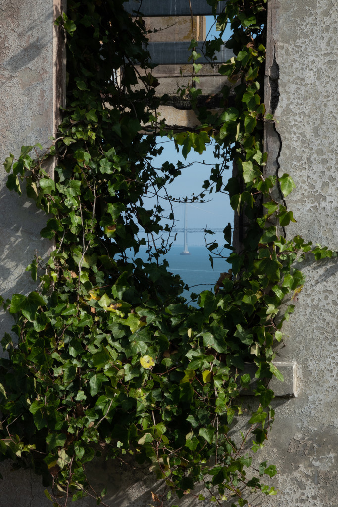 Ivy Window by olivetreeann