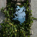 Ivy Window by olivetreeann