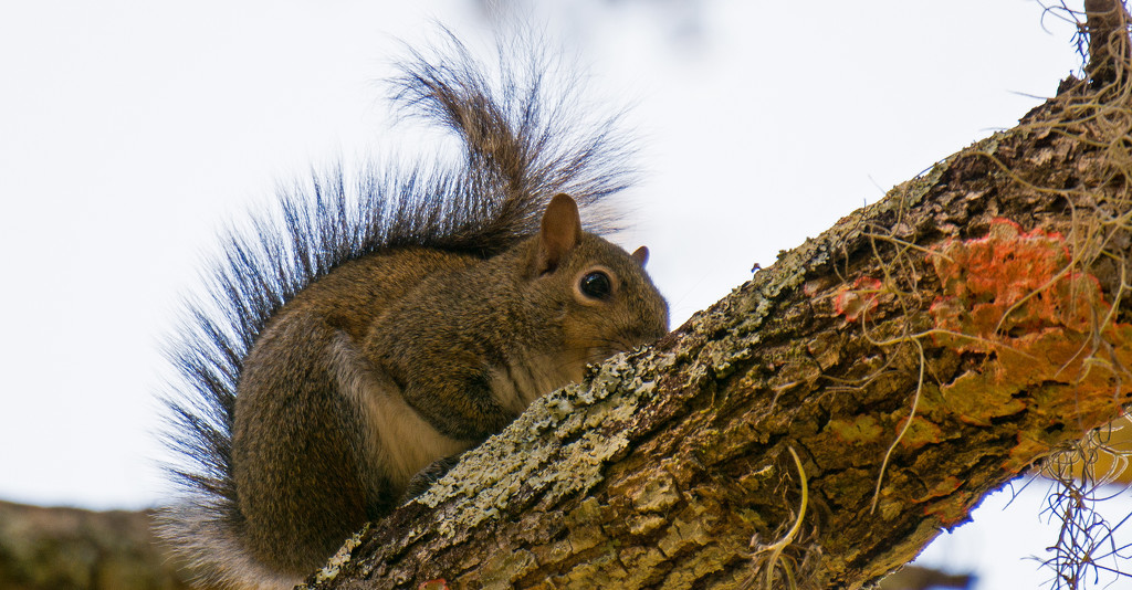 Mohawk Squirrel!   by rickster549