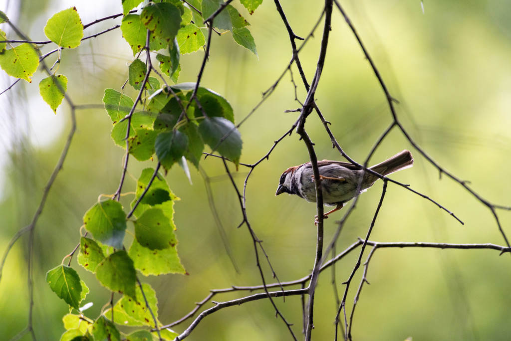 Sparrow by yaorenliu
