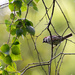Sparrow by yaorenliu