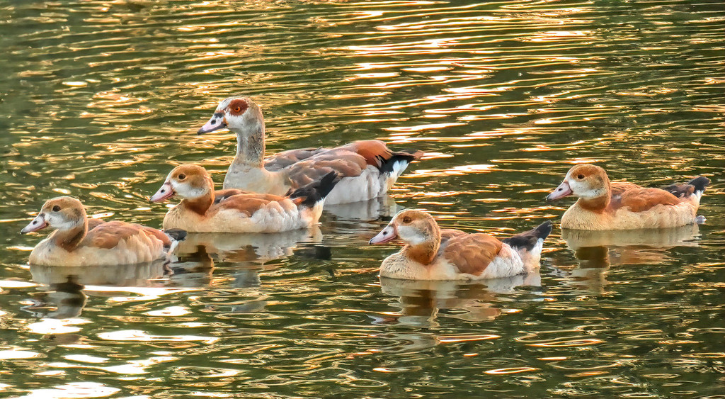 Egyptian Geese, by ludwigsdiana