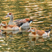 Egyptian Geese, by ludwigsdiana