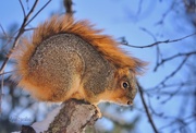 25th Jan 2019 - Squirrel With A Mohawk