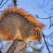 Squirrel With A Mohawk by lynnz