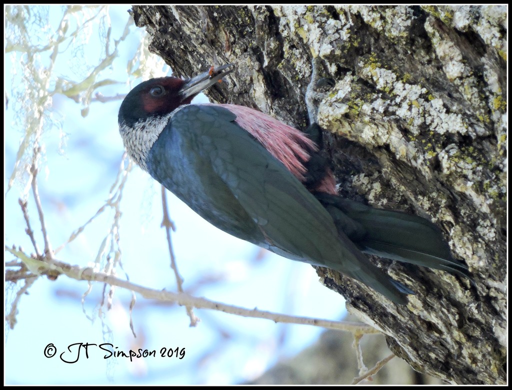 Lewis's Woodpecker by soylentgreenpics