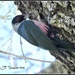 Lewis's Woodpecker by soylentgreenpics