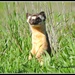 Long-Tailed Weasel... by soylentgreenpics