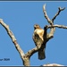 Branching out Hawk... by soylentgreenpics