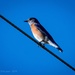 Bluebird of Happiness! by elatedpixie
