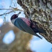 Lewis Woodpecker!  by elatedpixie