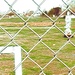 Fences by jnadonza