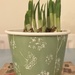 Pot of Daffodils shoots.... by anne2013