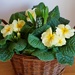 a basket of flowers by quietpurplehaze
