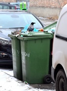 25th Jan 2019 - The little "garbage checker"