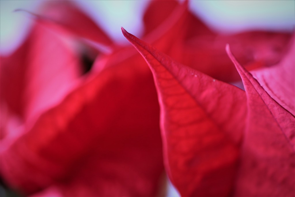 Poinsettia Red by phil_sandford