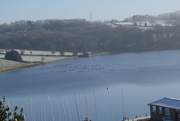 25th Jan 2019 - Geese on the water 