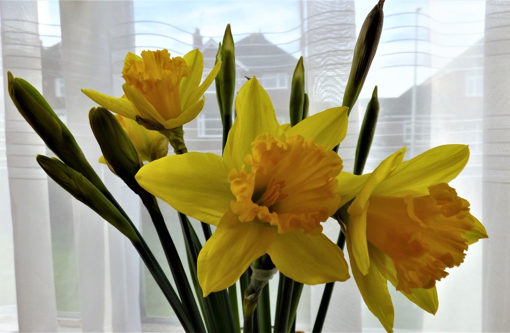 Another bunch of Daffs . by beryl