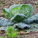 Cabbage by davemockford