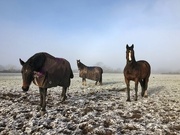 26th Jan 2019 - Three friends